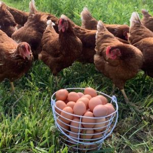 Farm Fresh Eggs