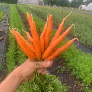 Carrots - no tops