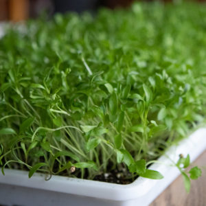 Micro Cilantro