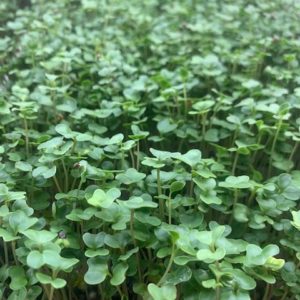 Micro Broccoli - 1.0