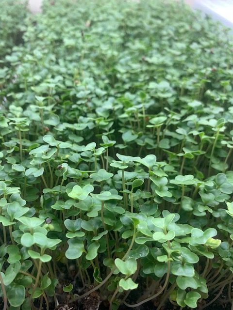 Micro Broccoli – 2.0 – Triple M Acres