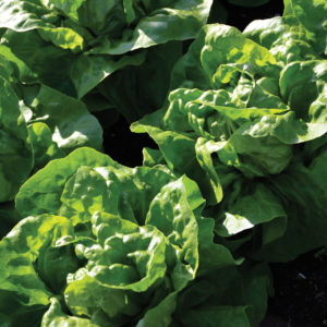 Butterhead Lettuce, Green