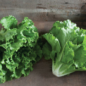 Green Leaf Head Lettuce