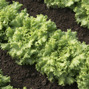 Sandwich Lettuce