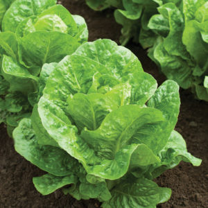 Romaine Head Lettuce