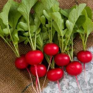 Radishes