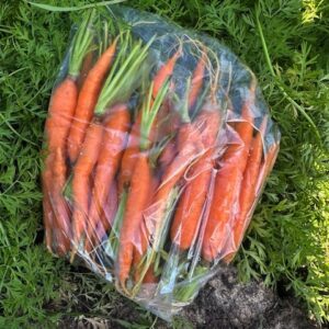 Carrots without tops