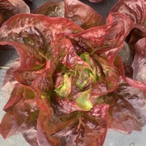 Butterhead Lettuce, Red