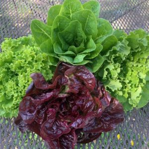 Variety Pack: 3 Small Head Lettuce