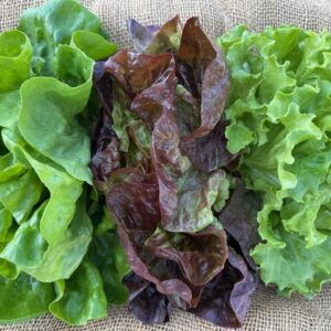 Variety Pack: 3 Small Head Lettuce
