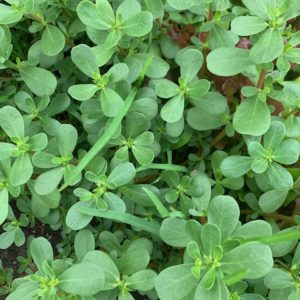Purslane