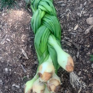Candy Onion Braid