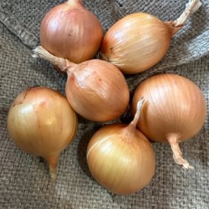 Candy Onions, small