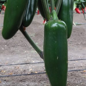 Jalapeños