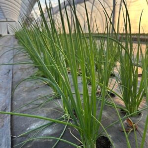 Scallions