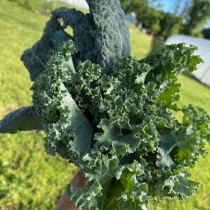 Kale Bundle