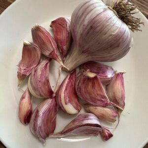 Garlic Bulb
