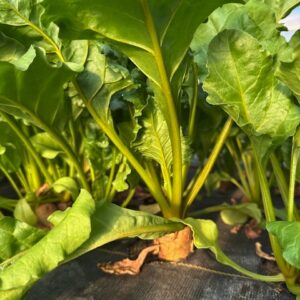 Beets, Golden - with tops