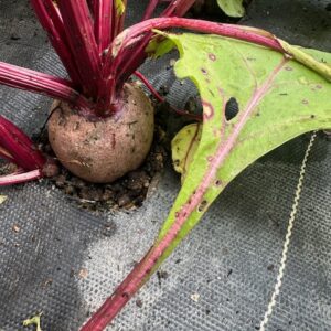 Beets, Red - with tops