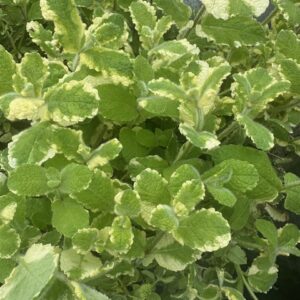 Pineapple Mint