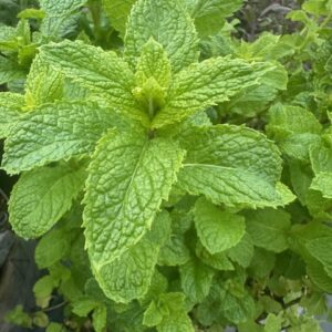 Sweet Mint