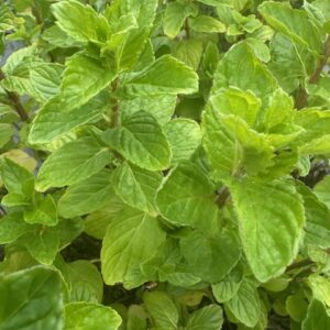 Spearmint