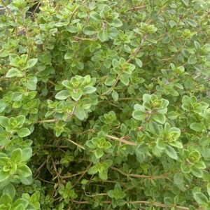Thyme