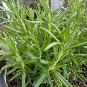 Rosemary