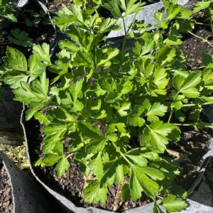 Parsley