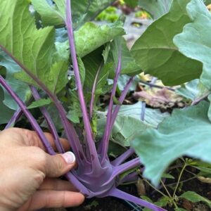 Purple Kohlrabi