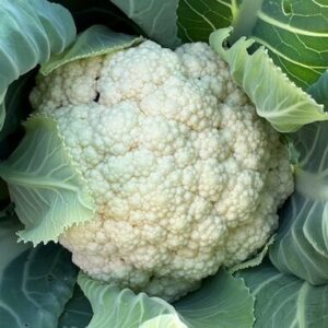 Cauliflower (white), Small
